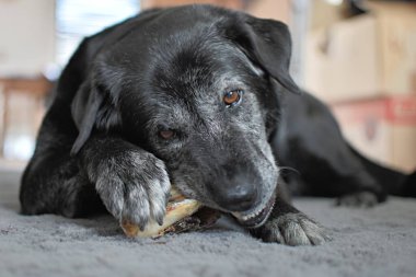 Siyah köpek yalan söyler ve kurutulmuş sığır burnu kemirir.