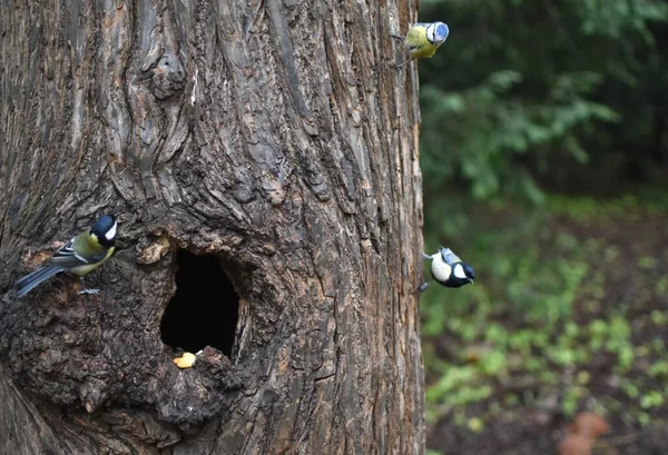 Çindeki Oyuğun Yakınındaki Ağacın Kabuğunda Meme Faresi — Stok fotoğraf