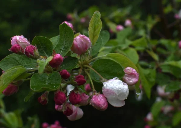 Blühende Apfelbäume Mit Grünen Blättern — Stockfoto