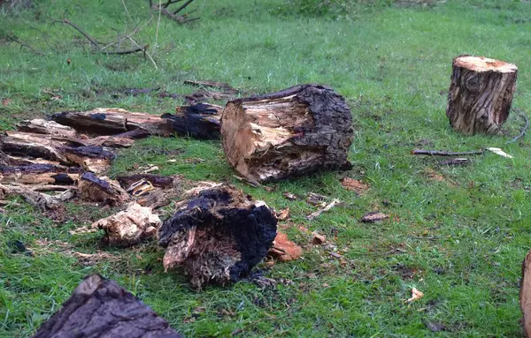 Spalone Stums Drzewa Leżą Trawie — Zdjęcie stockowe