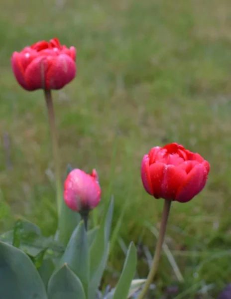 Kwiat Tulipanowy Kroplami Deszczu Rośnie Kwietniku — Zdjęcie stockowe