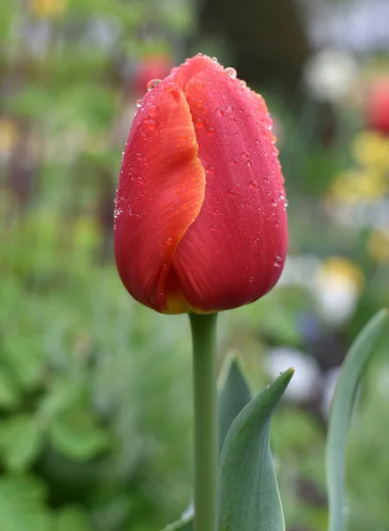 雨から落ちるチューリップの花は花壇で成長します — ストック写真