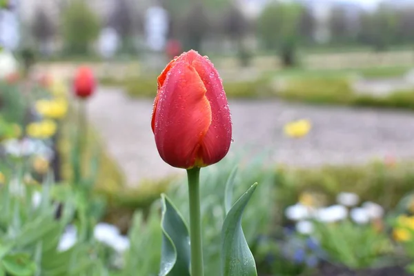 Fleur Tulipe Avec Des Gouttes Pluie Pousse Dans Lit Fleurs — Photo