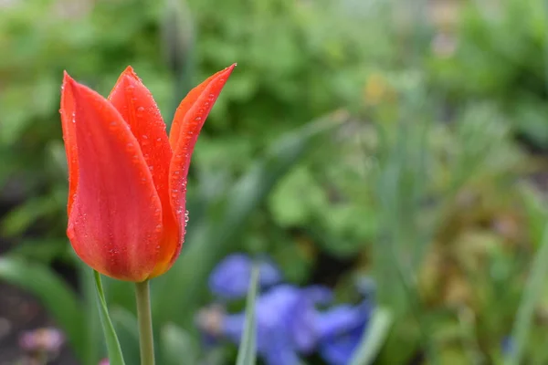 雨から落ちるチューリップの花は花壇で成長します — ストック写真