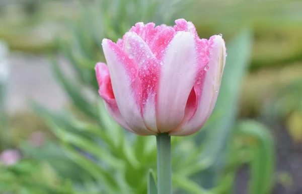 Квітка Тюльпанів Краплями Від Дощу Росте Клумбі — стокове фото