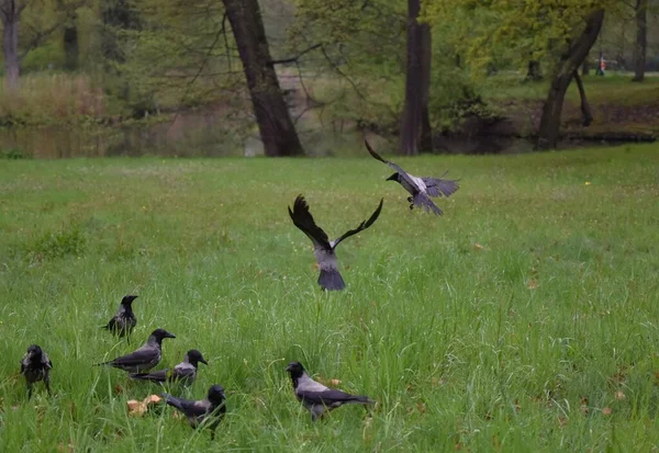绿草丛中的乌鸦幼鸟 — 图库照片