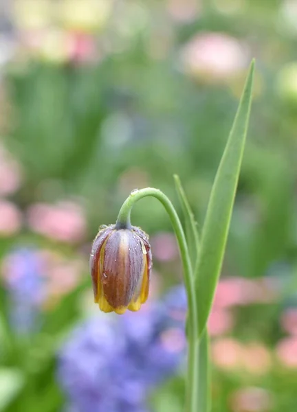 Kleine Tulpenknop Het Bloembed — Stockfoto