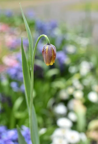 Petit Bourgeon Tulipe Dans Lit Fleurs — Photo