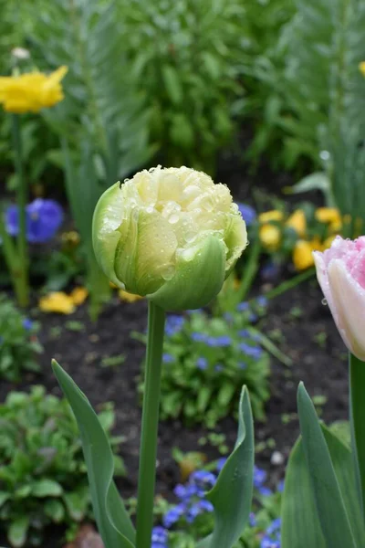 Boutons Tulipes Blanches Roses Gouttes Pluie Sur Les Pétales — Photo