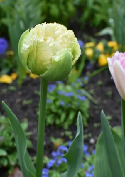 Boutons Tulipes Blanches Roses Gouttes Pluie Sur Les Pétales — Photo