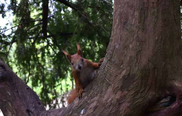 Esquilo Vermelho Perto Oco Uma Árvore — Fotografia de Stock