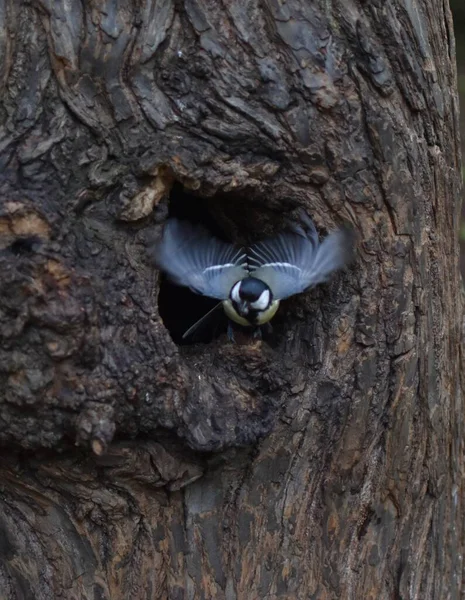Ptak Wylatuje Dziury Drzewie — Zdjęcie stockowe