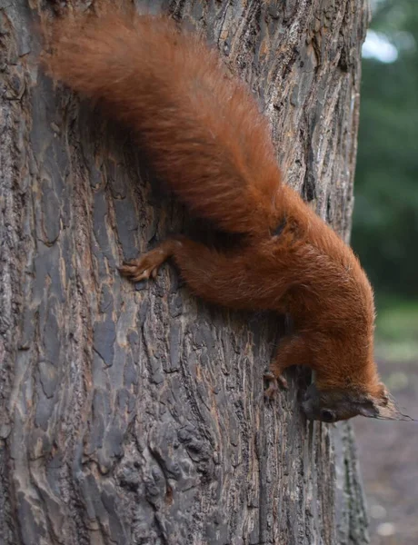 Red Squirrel Hollow Tree — Stock Photo, Image