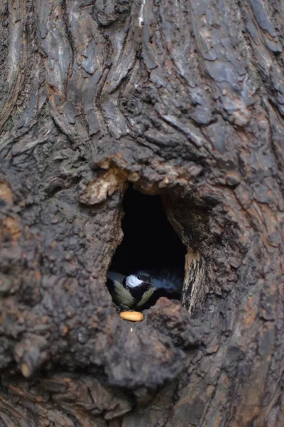 Ptak Wylatuje Dziury Drzewie — Zdjęcie stockowe