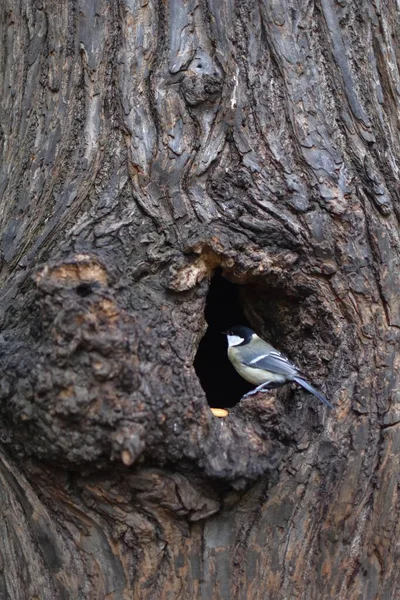 Pássaro Voa Buraco Uma Árvore — Fotografia de Stock