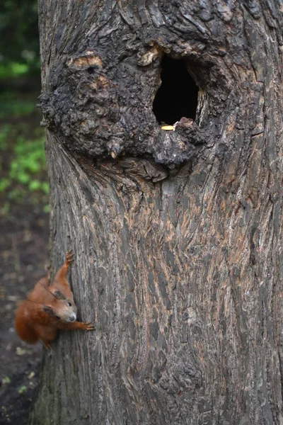 Red Squirrel Hollow Tree — Stock Photo, Image