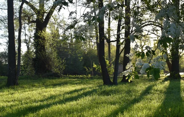 stock image flowering branches of bird cherry on the background of the sun's rays over the meadow