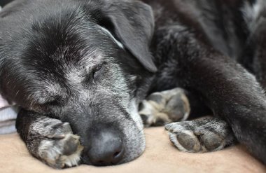 Siyah büyük gri köpek mışıl mışıl uyuyor.
