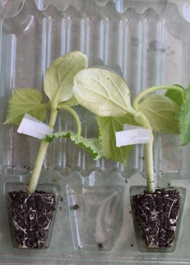 Plastik ambalajda küçük salatalık tohumları