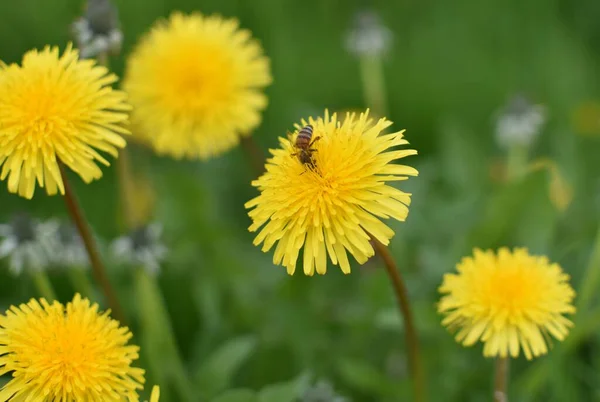 Bee Collects Pollen Yellow Dandelions — Stock Photo, Image