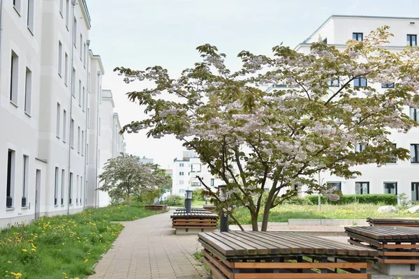 Białe Kwitnące Kwiaty Sakura Drzewa Dziedzińcu Kompleksu Mieszkalnego — Zdjęcie stockowe