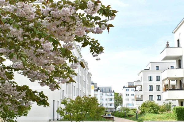 Białe Kwitnące Kwiaty Sakura Drzewa Dziedzińcu Kompleksu Mieszkalnego — Zdjęcie stockowe