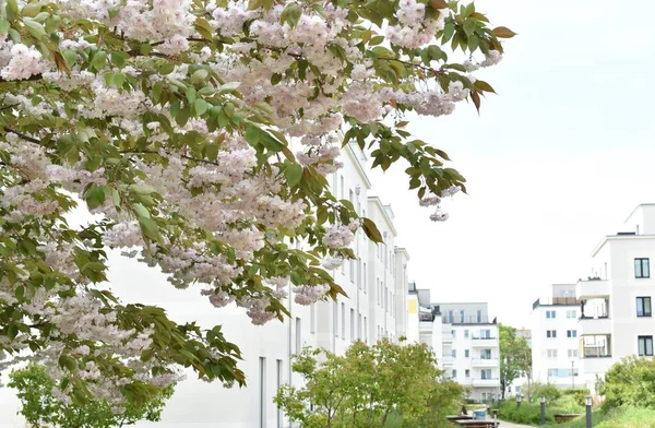 住宅街の中庭に白い桜の花を咲かせ — ストック写真
