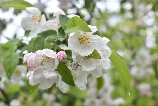 Regentropfen Auf Den Weißen Blüten Eines Blühenden Apfelbaums — Stockfoto