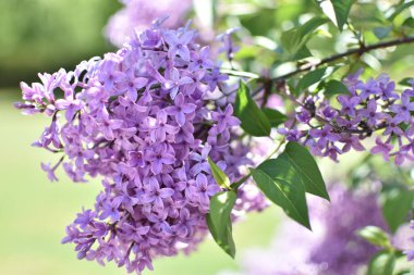 Çiçek açan leylak dalları.