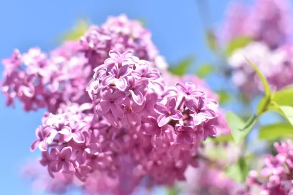Rama Floración Lila Primer Plano — Foto de Stock