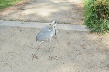 Gri balıkçıl parkın ortasında duruyor.