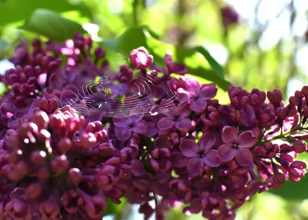 Branches Lilas Fleurs Une Toile Araignée Avec Une Petite Araignée — Photo