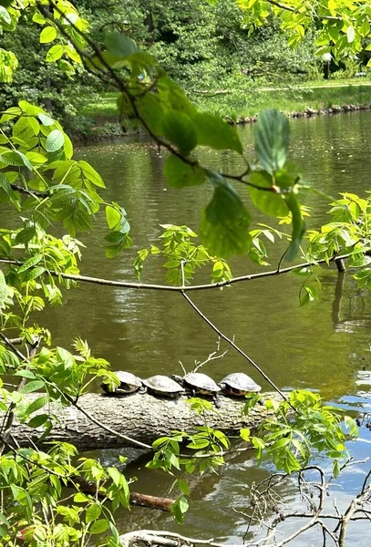 Χελώνες Του Ποταμού Απολαμβάνουν Τον Ήλιο Στον Κορμό Ενός Πεσμένου — Φωτογραφία Αρχείου