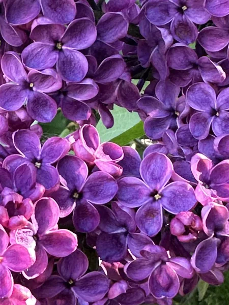 Lila Lila Blüten Und Grüne Blätter Strauchzweigen — Stockfoto