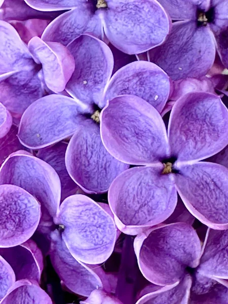 Flores Lila Púrpura Cerca — Foto de Stock
