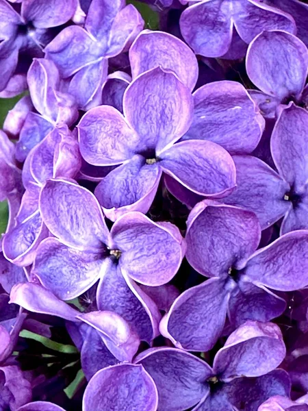 Lila Lila Blüten Aus Nächster Nähe — Stockfoto