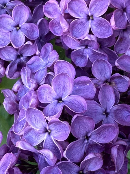 紫色丁香花关闭 — 图库照片