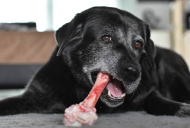 Siyah gri köpek çiğ büyük bir kemiği kemiriyor.