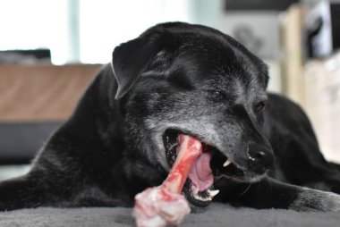 Siyah gri köpek çiğ büyük bir kemiği kemiriyor.