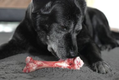 Siyah gri köpek çiğ büyük bir kemiği kemiriyor.