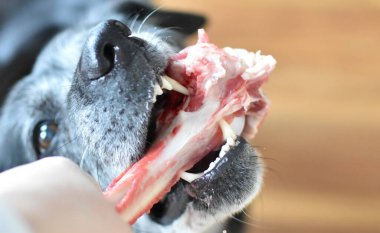 Siyah gri köpek çiğ büyük bir kemiği kemiriyor.
