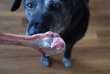 Siyah gri köpek çiğ büyük bir kemiği kemiriyor.