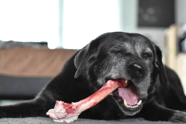 black gray dog gnaws on a raw large bone