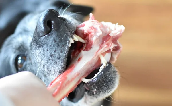 黒い灰色の犬は生の大きな骨に ロイヤリティフリーのストック写真