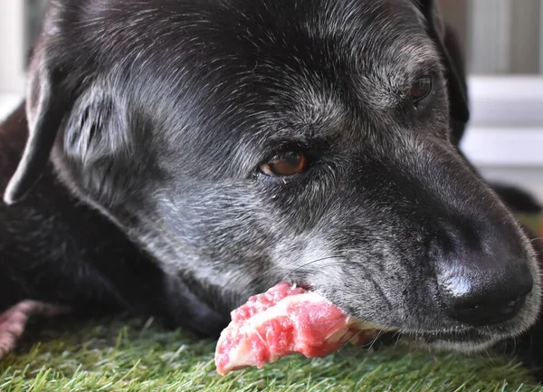 Hund Gnager Ett Ben Med Kött Konstgräs — Stockfoto