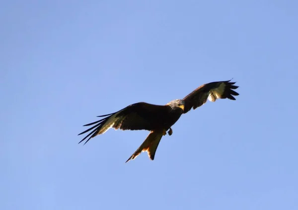 猎物之鸟飞来飞去寻找猎物 — 图库照片
