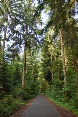 Ağaçların arasındaki kozalaklı ormanda yol