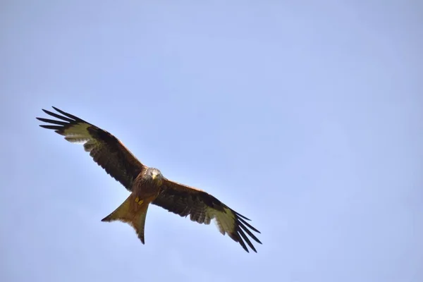 Yırtıcı Kuş Aramak Için Uçar — Stok fotoğraf