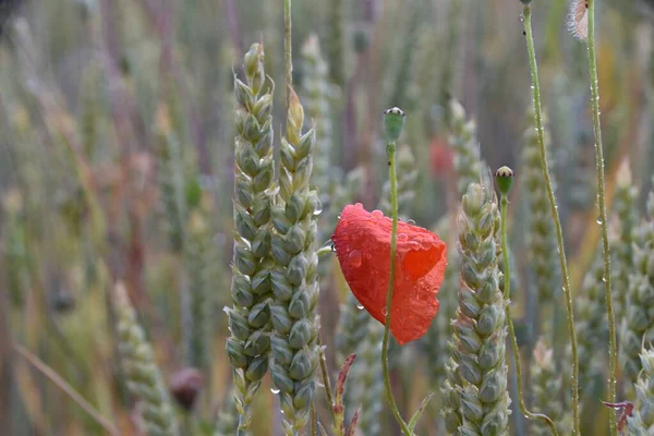 Дощ Вухах Пшениці Червоного Маку — стокове фото