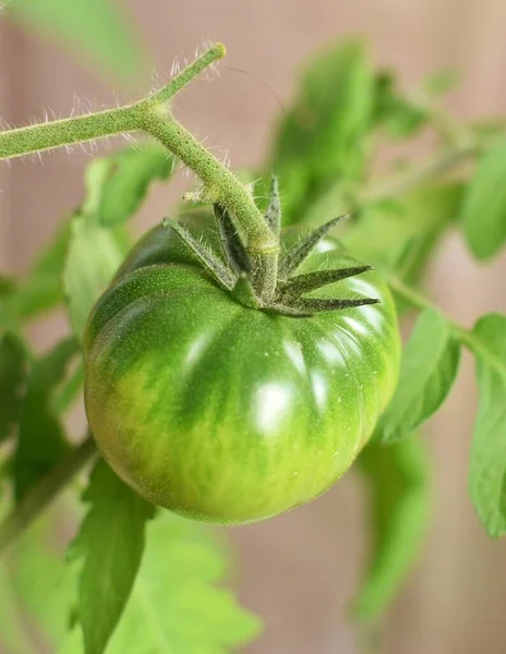 ブッシュの上の緑の熟れていないトマト — ストック写真